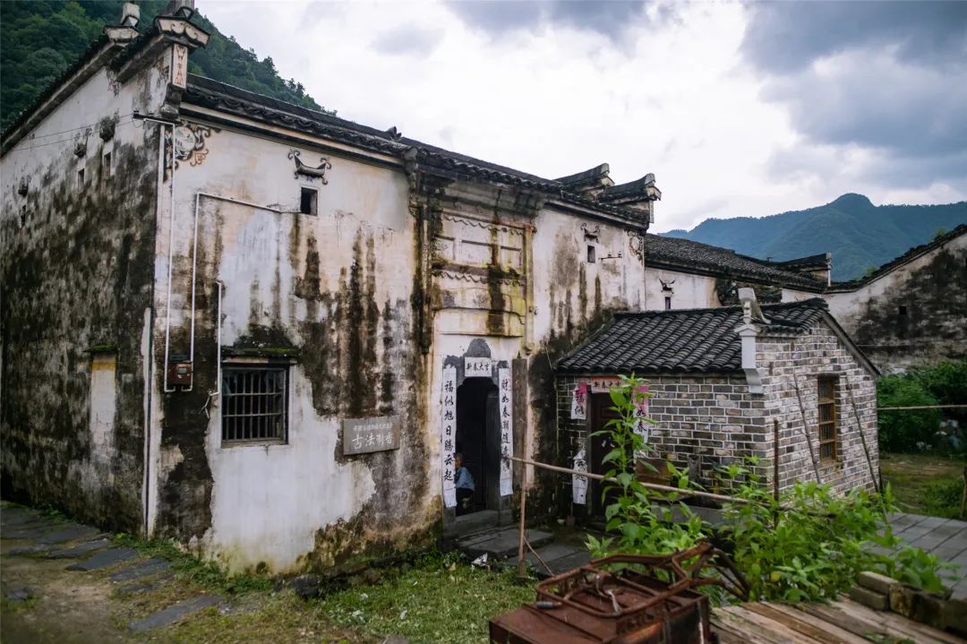 安徽仙寓山富硒野茶（安徽高山野茶）-硒宝网