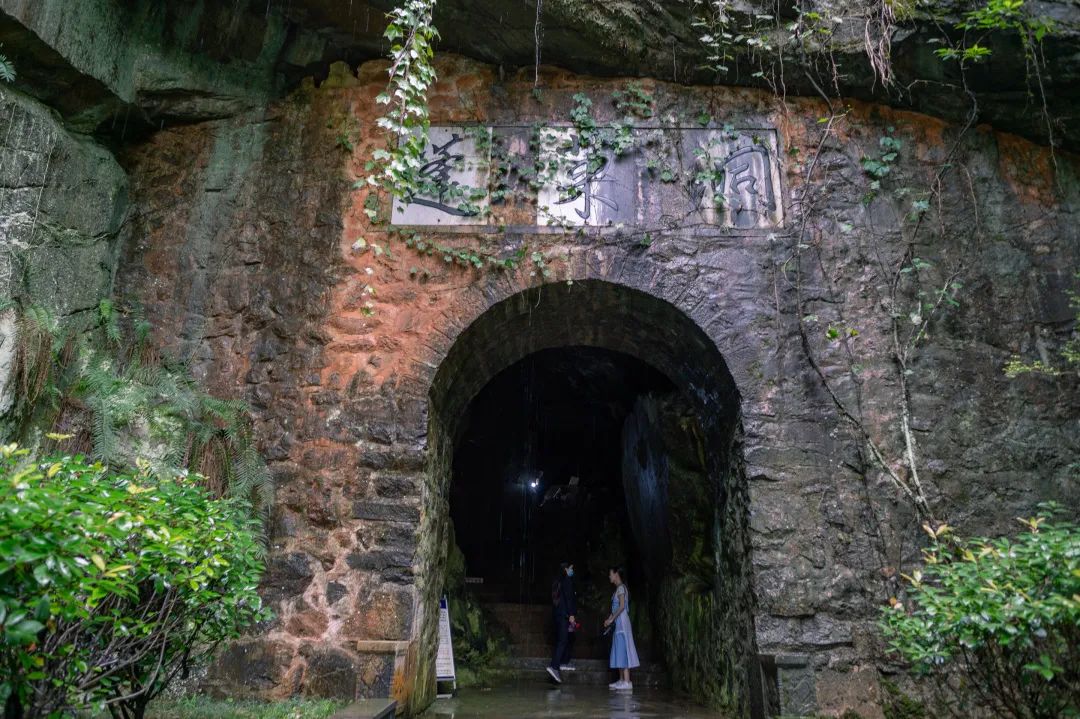 安徽仙寓山富硒野茶（安徽高山野茶）-硒宝网