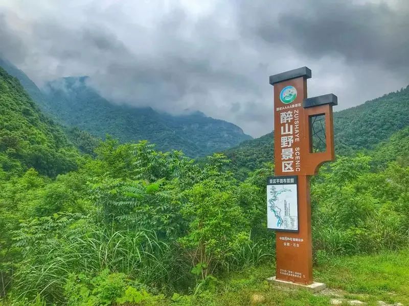 安徽仙寓山富硒野茶（安徽高山野茶）-硒宝网