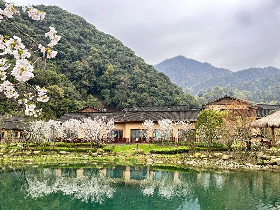 仙寓山富硒茶哪个好(野生富硒茶仙寓山怎么卖)-硒宝网