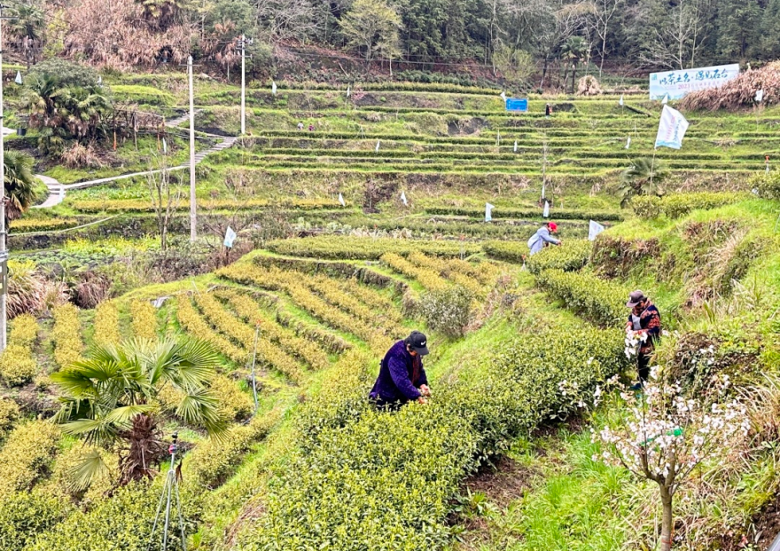 仙寓山富硒茶哪个好(野生富硒茶仙寓山怎么卖)-硒宝网
