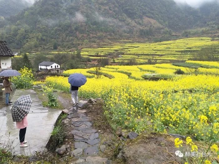 石台县大山村富硒茶（石台县富硒野茶）-硒宝网