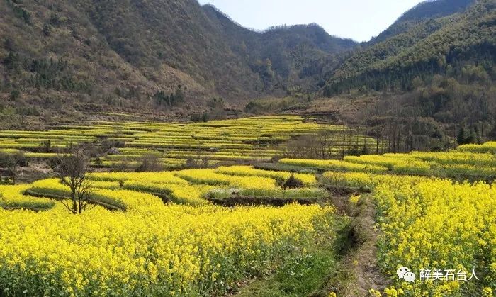 石台县大山村富硒茶（石台县富硒野茶）-硒宝网