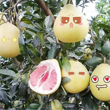 福建平和富硒奇兰茶(平和奇兰茶厂)-硒宝网