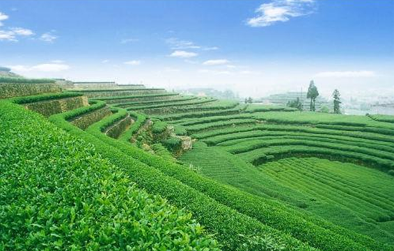 福建平和富硒奇兰茶(平和奇兰茶厂)-硒宝网