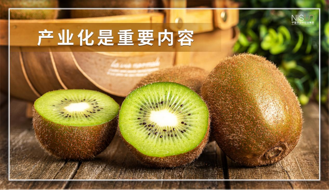 福建富硒八仙茶供应(福建八仙茶多少钱一斤)-硒宝网