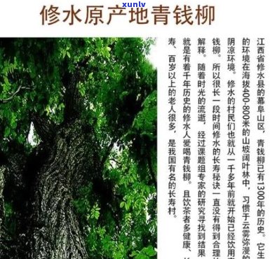 富硒青钱柳黄精茶珍（富硒青钱柳黄精茶珍）-硒宝网