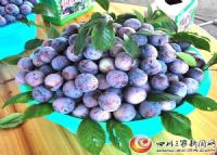 万源富硒茶种植面积(万源市茶叶种植面积)-硒宝网