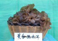 万源富硒茶种植面积(万源市茶叶种植面积)-硒宝网