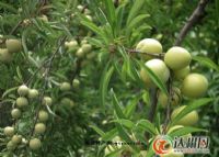 万源富硒茶种植面积(万源市茶叶种植面积)-硒宝网