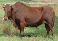 万源富硒茶种植面积(万源市茶叶种植面积)-硒宝网