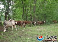 万源富硒茶种植面积(万源市茶叶种植面积)-硒宝网