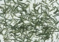 万源富硒茶种植面积(万源市茶叶种植面积)-硒宝网