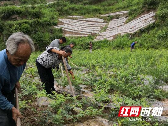 张家界富硒莓茶价格（湖南张家界莓茶多少钱一斤）-硒宝网