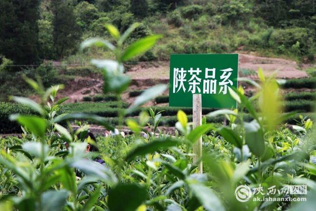 原生态富硒茶产业镇（茶生态镇产业富硒原料是什么）-硒宝网