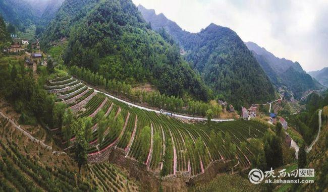 原生态富硒茶产业镇（茶生态镇产业富硒原料是什么）-硒宝网