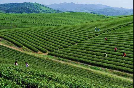 北京富硒八仙茶加工(八仙山富硒红茶)-硒宝网