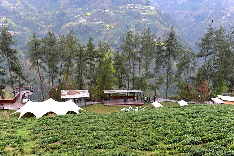 紫阳县哪里产富硒茶(紫阳富硒茶园)-硒宝网