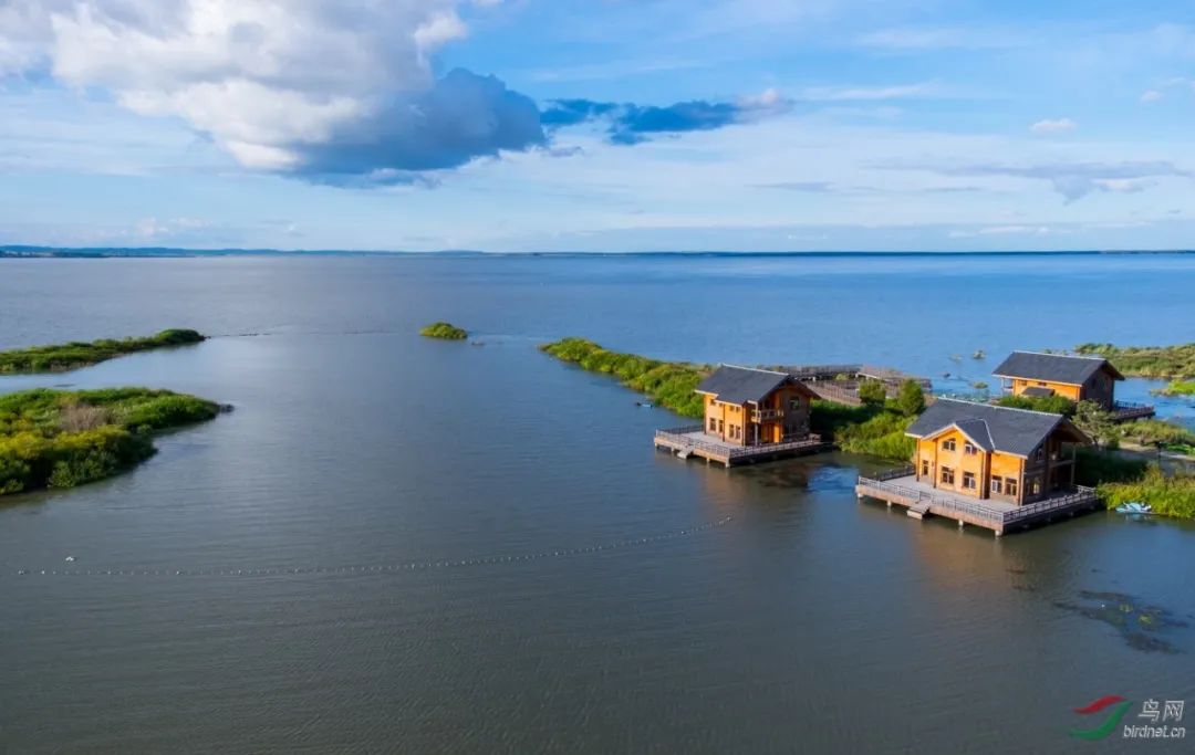 香港富硒八仙茶价格(富硒八仙茶介绍)-硒宝网