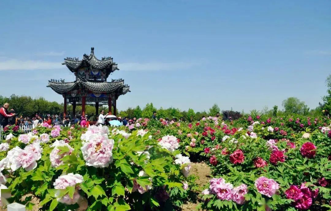 香港富硒八仙茶价格(富硒八仙茶介绍)-硒宝网