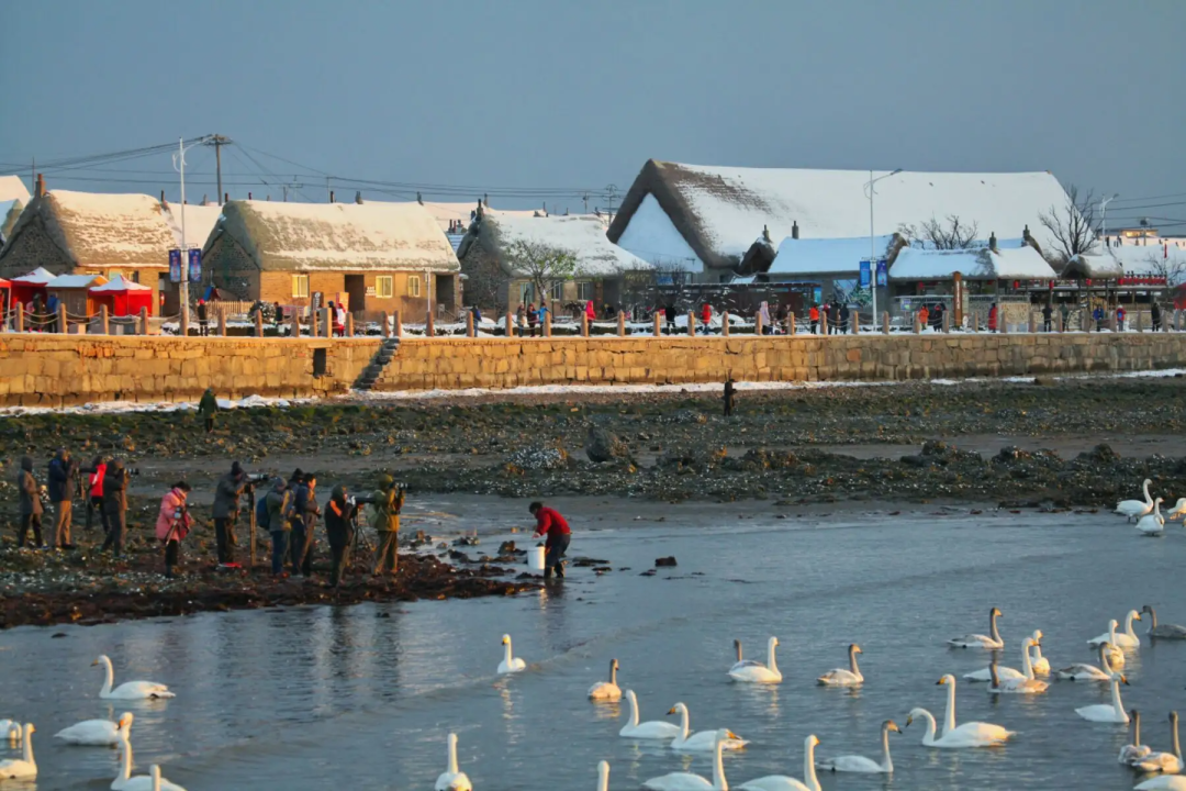 香港富硒八仙茶价格(富硒八仙茶介绍)-硒宝网