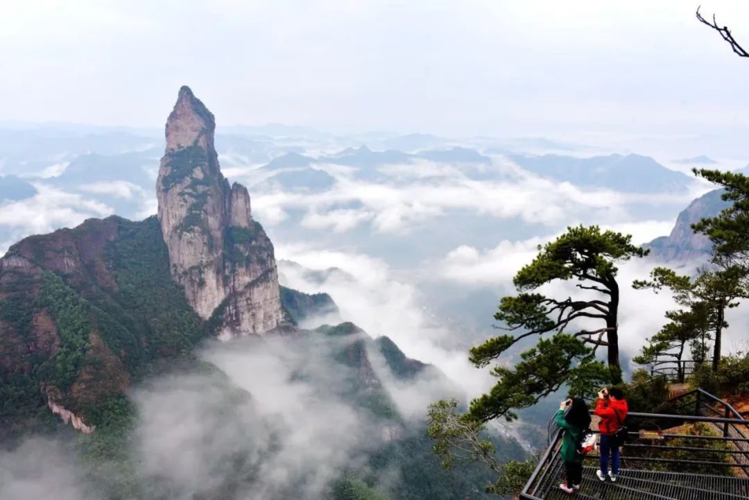 香港富硒八仙茶价格(富硒八仙茶介绍)-硒宝网