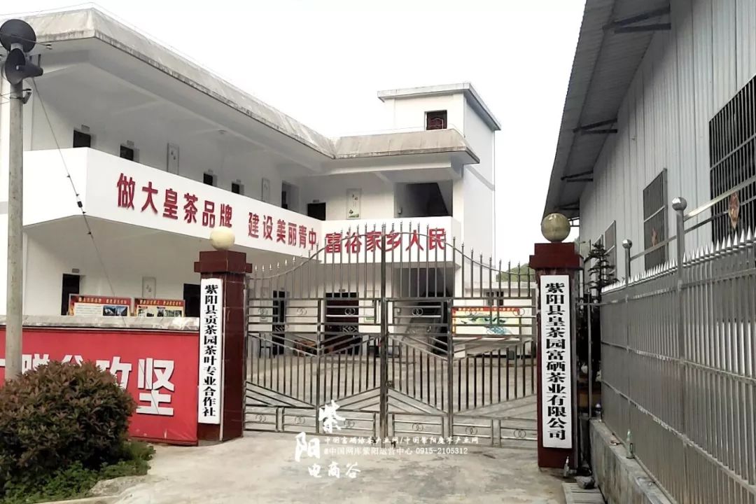 紫阳县哪里产富硒茶(紫阳富硒茶厂)-硒宝网