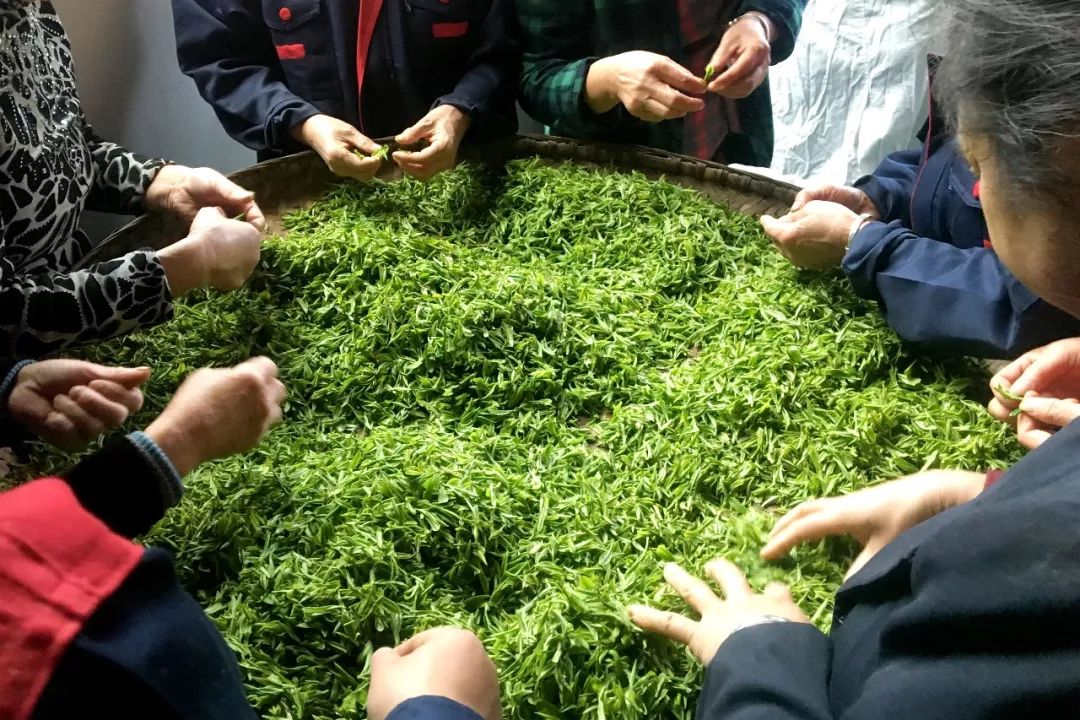 紫阳县哪里产富硒茶(紫阳富硒茶厂)-硒宝网