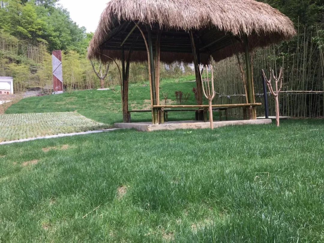 紫阳县哪里产富硒茶(紫阳富硒茶厂)-硒宝网