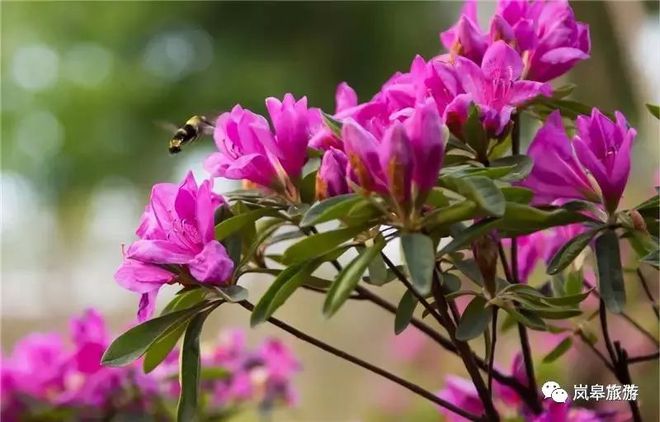 南宫山富硒茶一山水（南宫山富硒茶是绿茶吗）-硒宝网