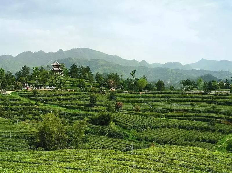 汉中仙毫是富硒茶吗(汉中仙毫茶绿茶功效)-硒宝网