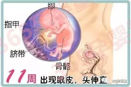 孕几周补钙（孕妇补钙几周到几周）-硒宝网