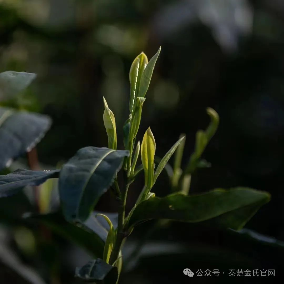 紫阳文化遗产富硒茶（紫阳茶富硒饮品价格）-硒宝网