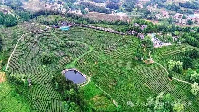 紫阳文化遗产富硒茶（紫阳茶富硒饮品价格）-硒宝网