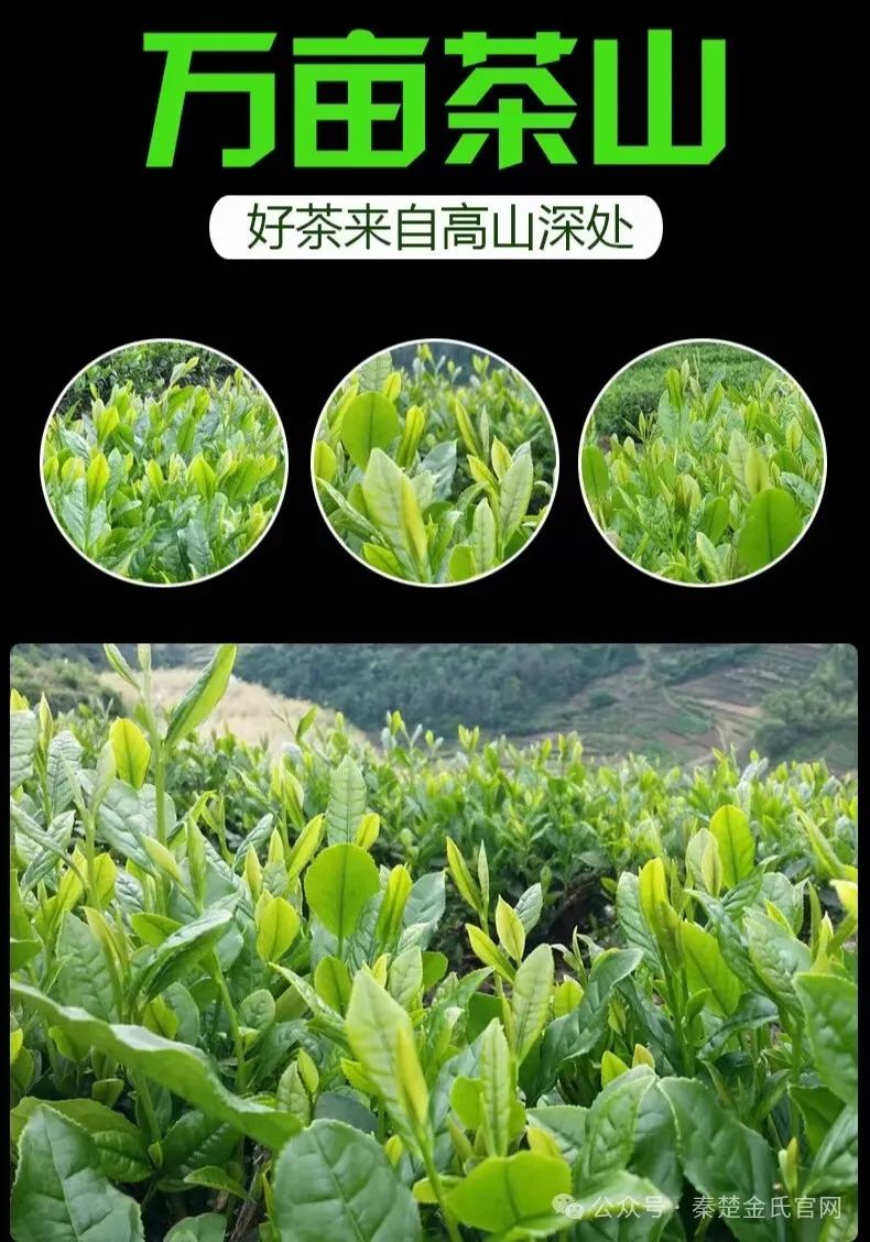 紫阳文化遗产富硒茶（紫阳茶富硒饮品价格）-硒宝网
