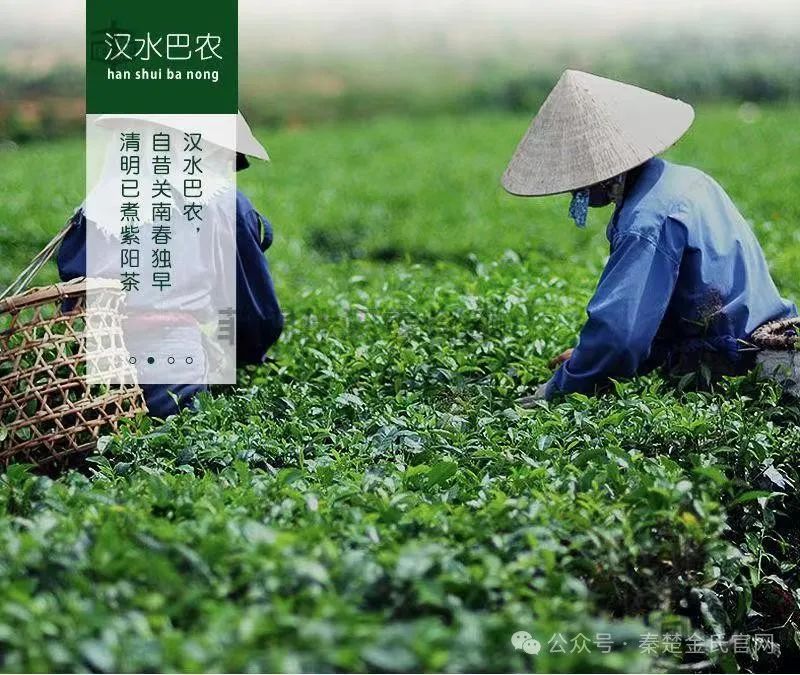 紫阳文化遗产富硒茶（紫阳茶富硒饮品价格）-硒宝网