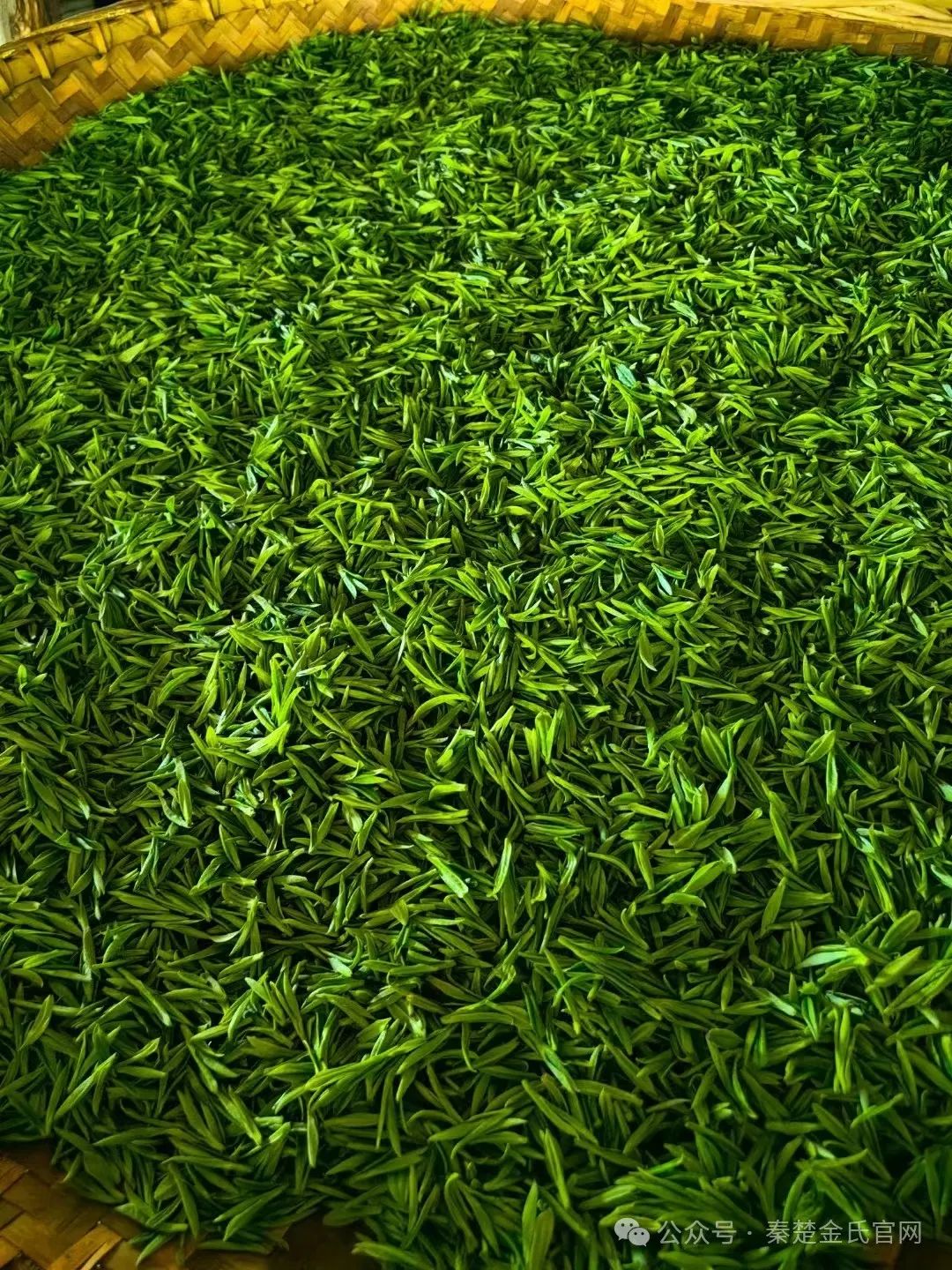 紫阳文化遗产富硒茶（紫阳茶富硒饮品价格）-硒宝网