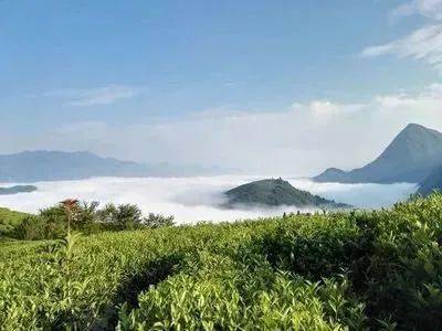 紫阳富硒制茶全过程（紫阳富硒茶的制作过程）-硒宝网