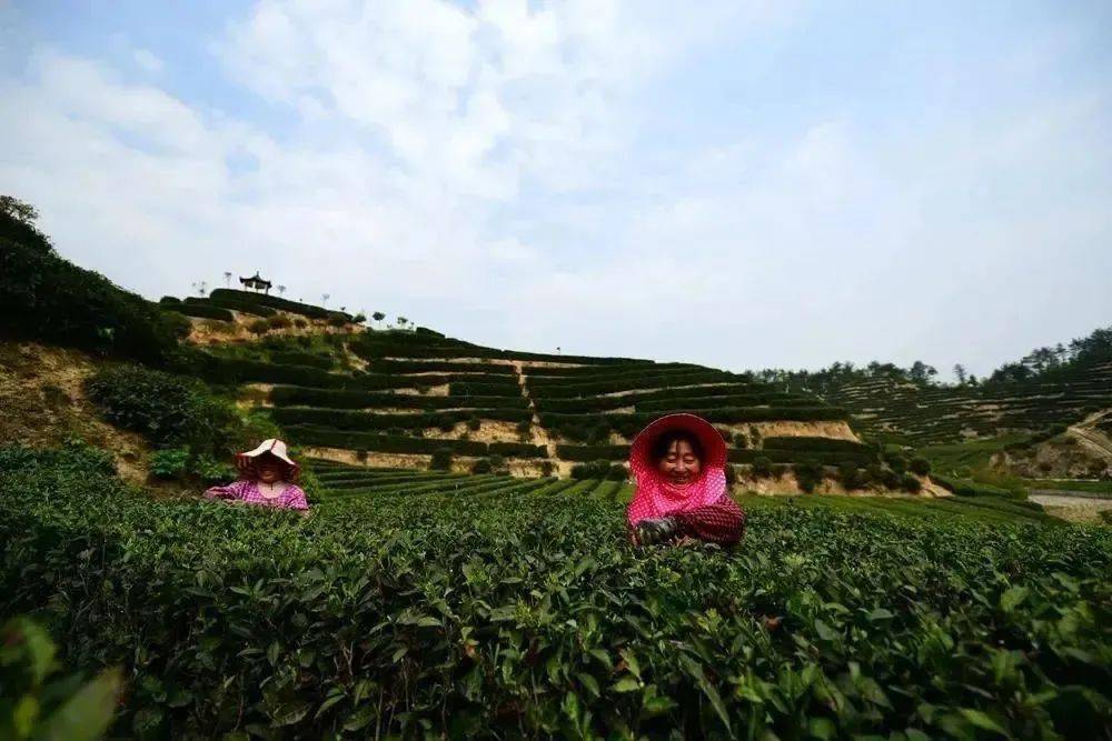 紫阳富硒制茶全过程（紫阳富硒茶的制作过程）-硒宝网