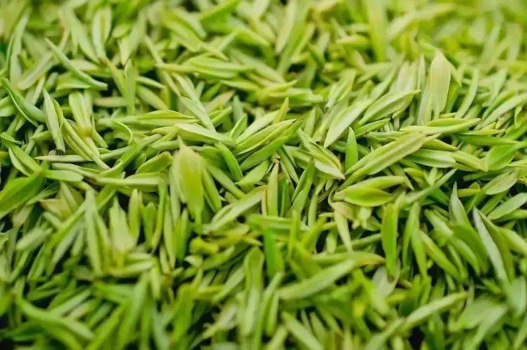 紫阳富硒制茶全过程（紫阳富硒茶的制作过程）-硒宝网