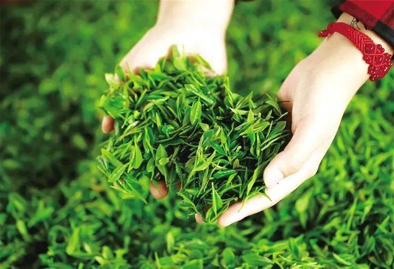 紫阳富硒制茶全过程（紫阳富硒茶的制作过程）-硒宝网
