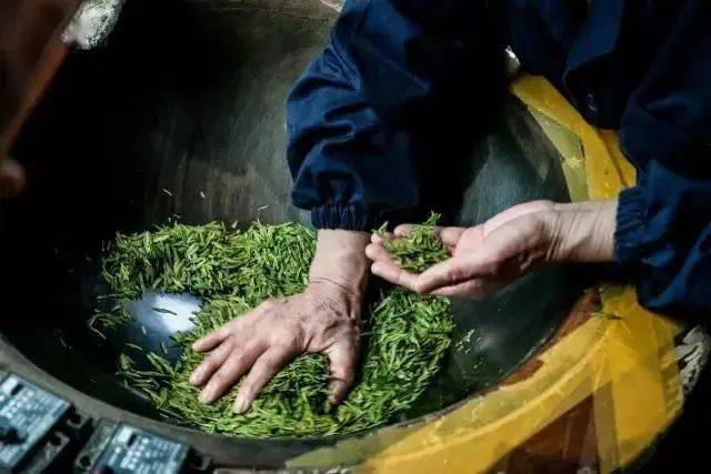 紫阳富硒制茶全过程（紫阳富硒茶的制作过程）-硒宝网