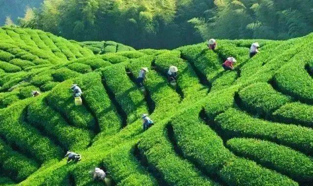 紫阳富硒制茶全过程（紫阳富硒茶的制作过程）-硒宝网