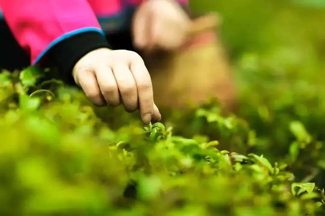 紫阳富硒制茶全过程（紫阳富硒茶的制作过程）-硒宝网