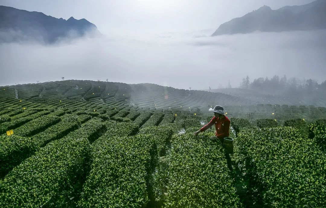 恩施富硒茶品牌价值（恩施富硒茶叶品牌排行）-硒宝网