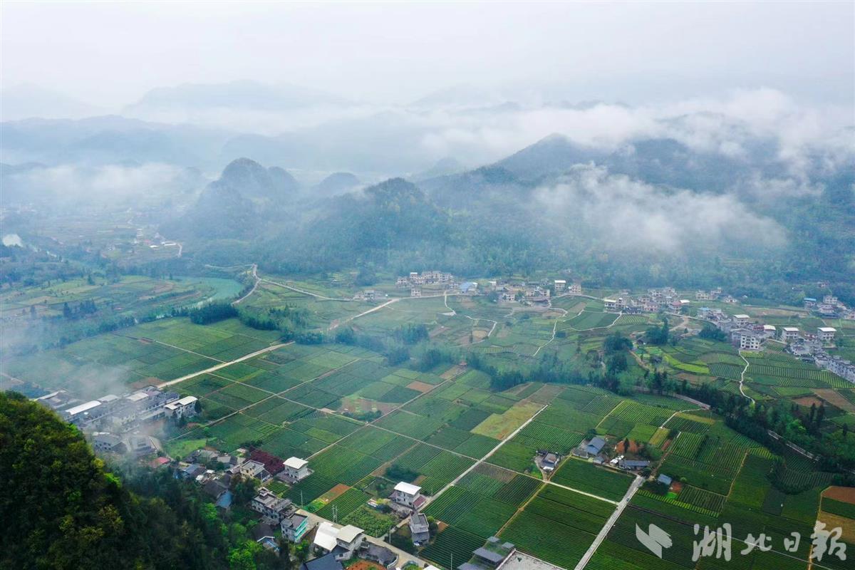 藤益生富硒来凤藤茶(藤益生有什么功效)-硒宝网
