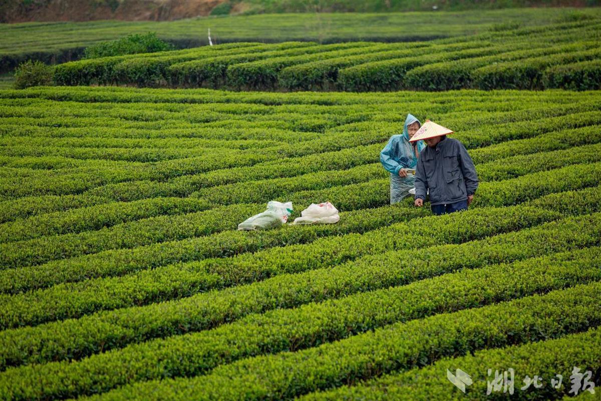 藤益生富硒来凤藤茶(藤益生有什么功效)-硒宝网