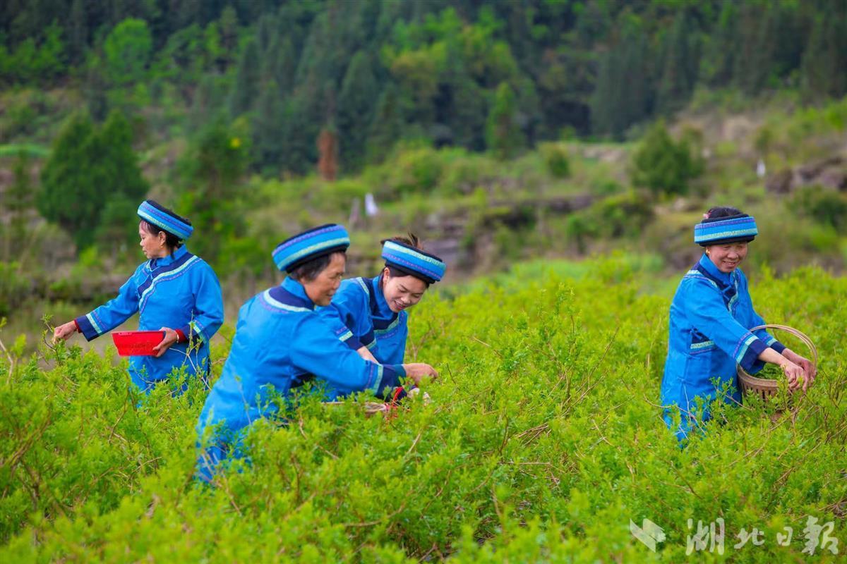 藤益生富硒来凤藤茶(藤益生有什么功效)-硒宝网