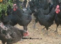 达州特产万源富硒茶（万源富硒茶厂及电话）-硒宝网