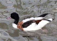 达州特产万源富硒茶（万源富硒茶厂及电话）-硒宝网